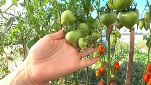 Бычье Сердце Черное с Носиком (от Борисовны)