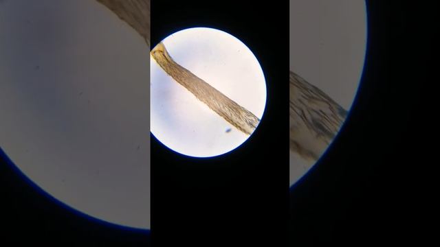 Лапа мухи под микроскопом