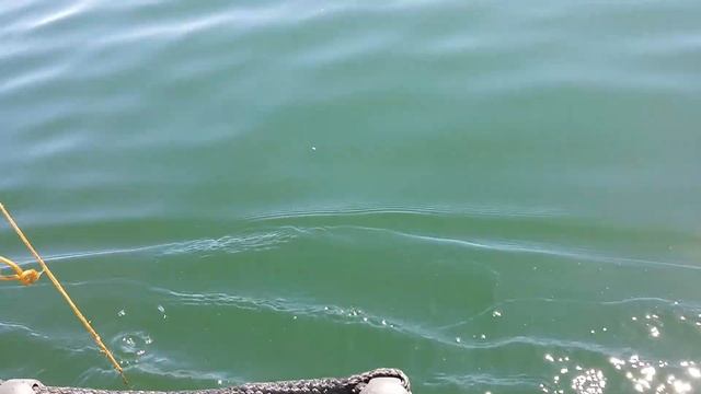 тролинг лодка лидер 300 , электромотор Minni Kota Endura