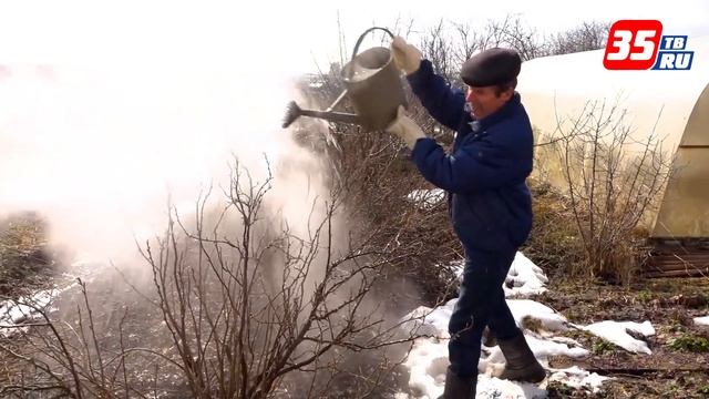 Как уберечь кусты смородины от вредителей смотреть онлайн