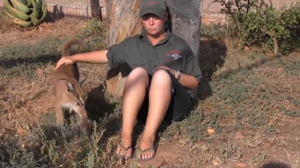Caracal Lia playing at the Daniell Cheetah Project