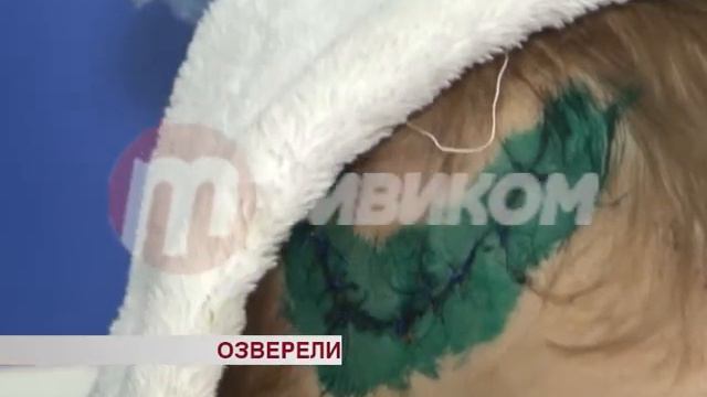В микрорайоне Орешково собаки едва не растерзали ребенка смотреть онлайн