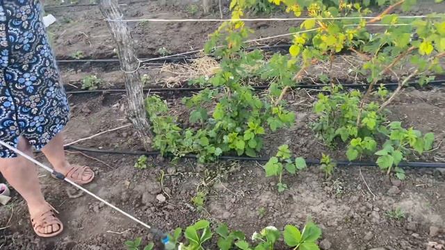 Подкормка клубники Борной кислотой весной. Рецепт разведения#клубника#уходзаклубникой смотреть онлайн