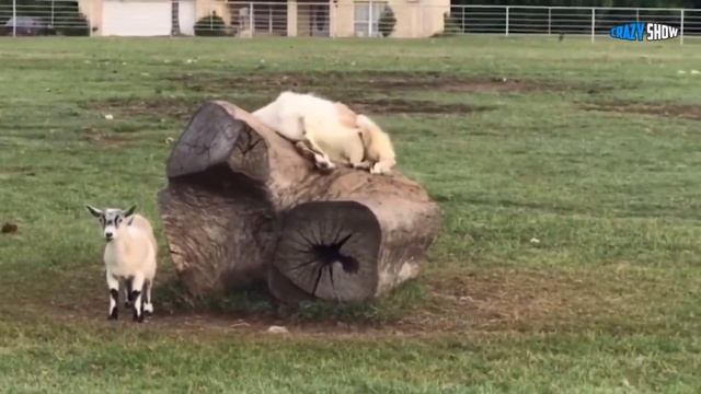 БАРАНЫ И КОЗЛЫ АТАКУЮТ! ПРИКОЛЫ С БАРАНАМИ СМЕШНЫЕ КОЗЛЫ #1.mp4 смотреть онлайн