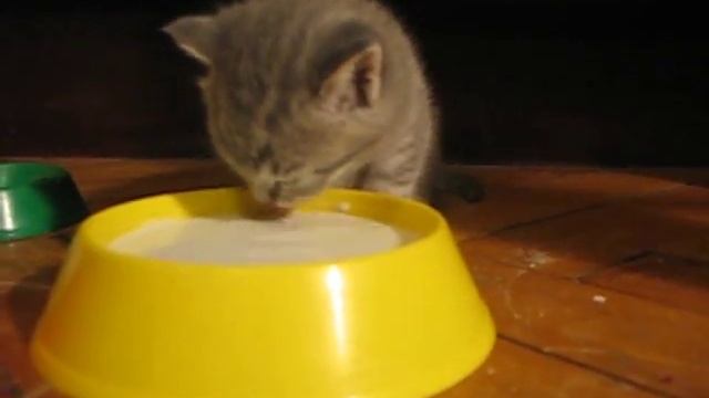 Котенок пьет молоко смотреть онлайн