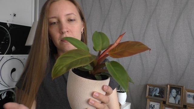 Филодендроны - обзор моих растений. Бразил, Лайм, Медиопикта Триколор, Сильвер и Ред Сан.