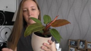Филодендроны - обзор моих растений. Бразил, Лайм, Медиопикта Триколор, Сильвер и Ред Сан.