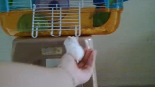Babu-Little white angel смотреть онлайн