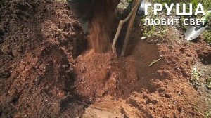 Правильная посадка саженцев груши. Как посадить грушу?