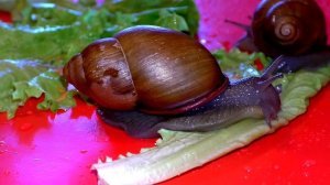Улитки и среда обитание. Прекрасное создание улитка.