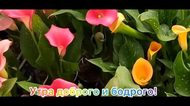 С??добрым?☕️утром☀️и?хорошего?дня!? смотреть онлайн