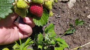 Клубника Сирия обзор и дегустация