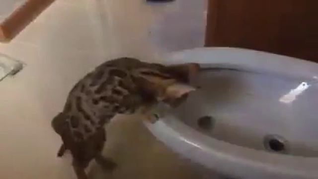 Да что это такое То? смотреть онлайн