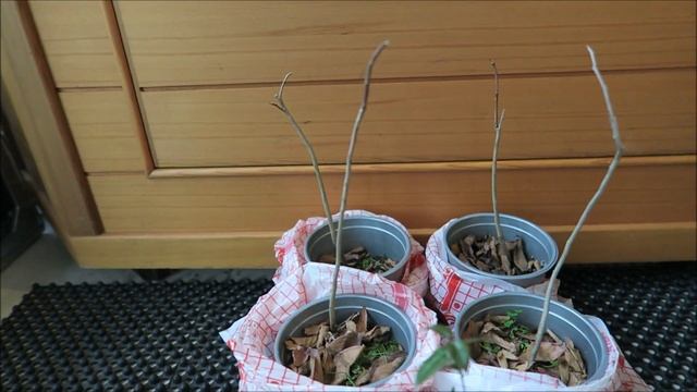 Мои экзотические растения: ананасы, муррайя и новинки 39 смотреть онлайн