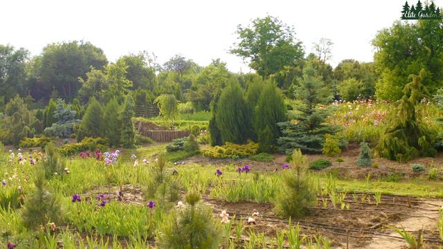 Питомник декоративных растений смотреть онлайн