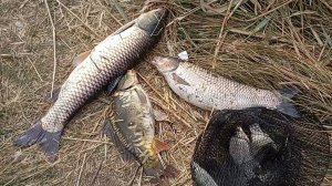 ловля карпа и амура на реке Сал(не большой отчёт о рыбалке)