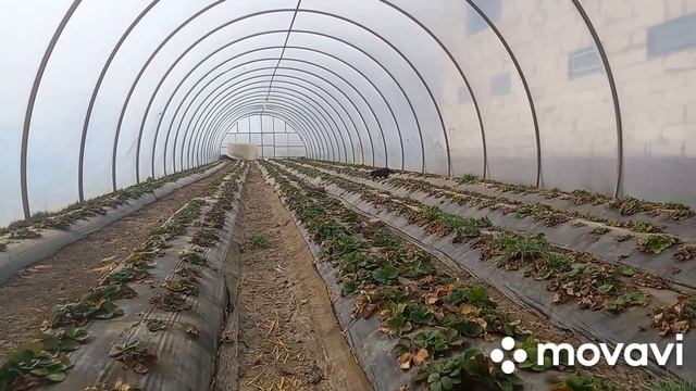 Какие сорту #клубники #выбрать для теплиц или балогано наш опыт . смотреть онлайн