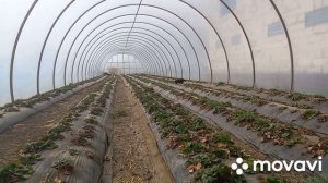 Какие сорту #клубники #выбрать для теплиц или балогано наш опыт .