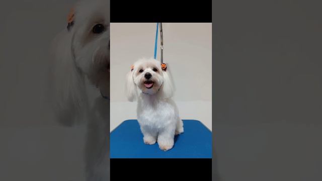 after the shower #viral #dog смотреть онлайн