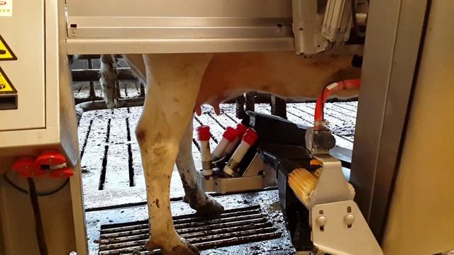 Автоматическая система доения смотреть онлайн