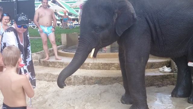 Тайланд, Пхукет,Отель Ля Меридиан, моют слона, кормят слона смотреть онлайн