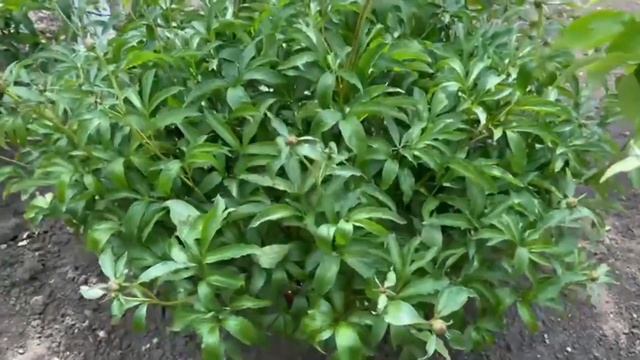 Пионы завалят вас пышным цветением. Если внести это удобрение в ИЮНЕ. Делаю так каждый год смотреть онлайн