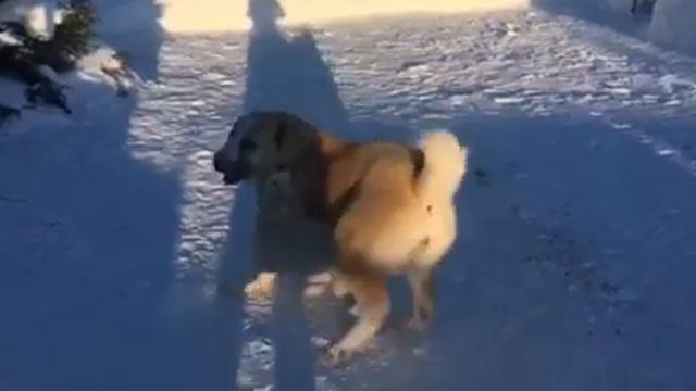 Тимерташ Харнелия и Тимерташ Шанхай Гордость Яганы (Пермь) Еще больше фото и информации на сайте пи смотреть онлайн