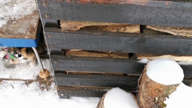 Как поймать дикого кота ? 10 способов ! смотреть онлайн