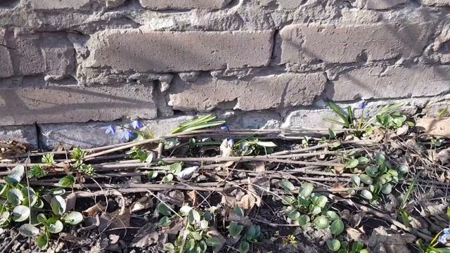 Дом в цветах// Весенние изменения в моём саду. смотреть онлайн