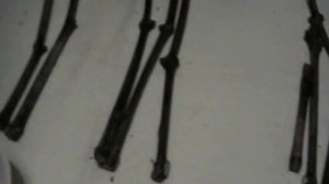 Укоренение черенков винограда +Clonex Gel. Часть 1