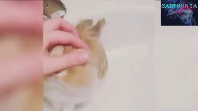 Смешные кролики, милые кролята смотреть онлайн