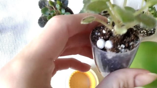 Рассаживаем деток мини миниатюрной фиалки) Важные моменты нюансы тонкости сроки смотреть онлайн