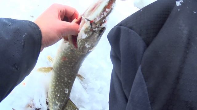 №5. ЯНАО. 17 НОЯБРЯ 2023. ОТКРЫТИЕ СЕЗОНА. НА ЖЕРЛИЦЫ ЛОВЛЯ ЩУКИ