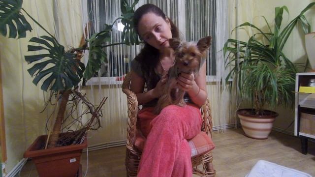 Йорк чешется. Аллергия у йорка и другие причины. Почему йоркширский терьер чешется? Часть 1 смотреть онлайн