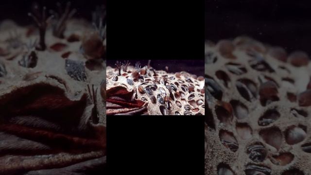 Слышали о такой? Суринамская пипа #shorts смотреть онлайн