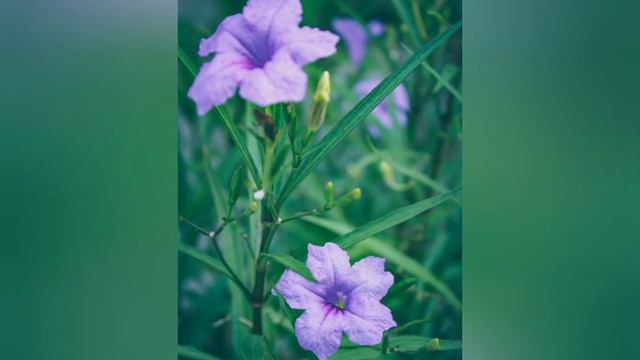 Mexican Petunia смотреть онлайн
