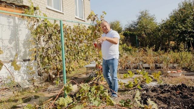 Правильное формирование винограда ОСЕНЬЮ смотреть онлайн
