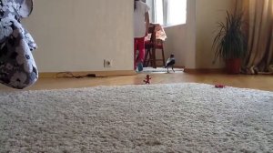 Как мы приручили ворону?