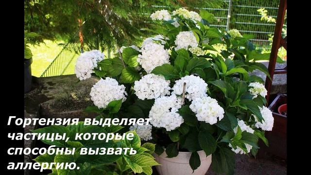 ОСТОРОЖНО!!! ОПАСНЫЕ комнатные растения у Вас дома смотреть онлайн