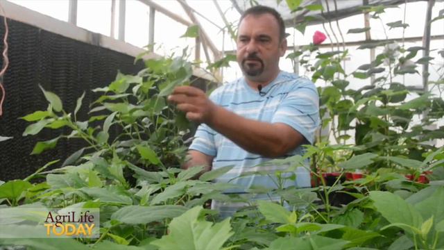Winter-hardy Hibiscus by Texas A&M AgriLife Research смотреть онлайн