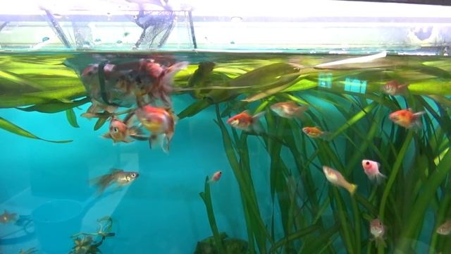 Двухсторонний двухкамерный фильтр смотреть онлайн