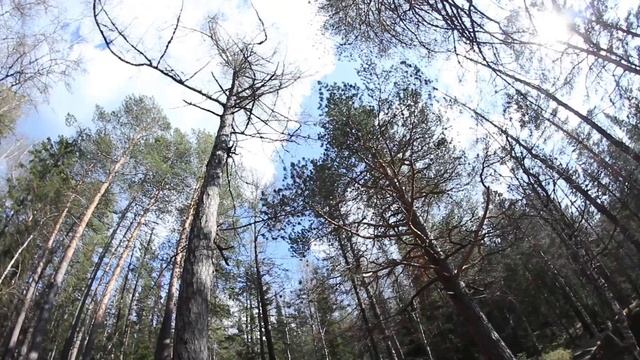 КРАСНОЯРСКИЙ ЗАПОВЕДНИК. (2 часть) смотреть онлайн