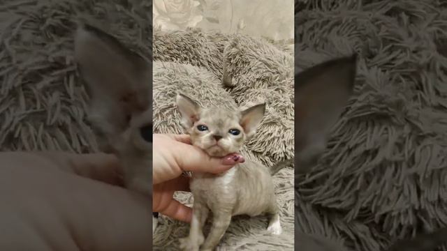 Котенок девон рекс питомник 21devonrex смотреть онлайн