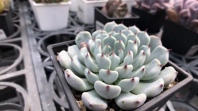 Echeveria Cuspidata Var. Zaragozae 多肉植物圖鑑 黑爪