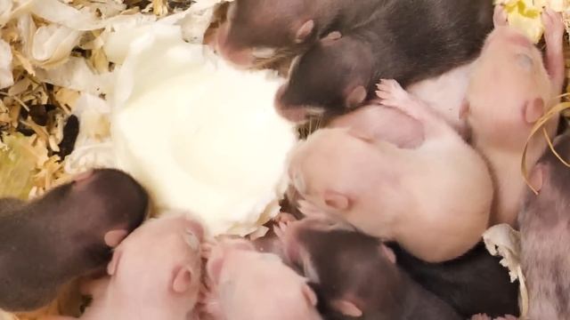 My Hamster Had 12 Babies! Guess Their Colours смотреть онлайн