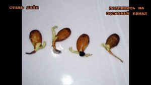 ★ Как вырастить дерево яблони из маленькой семечки. Даже не верится.