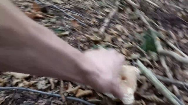 Porzioni di funghi, settembre 09.09. - Boletus Edulis смотреть онлайн