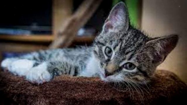 Как развеселить кошку смотреть онлайн