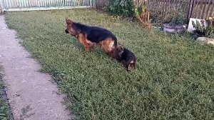 Щенок немецкой овчарки 2 месяца