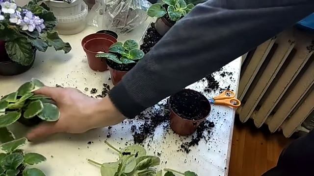 Перевалка фиалок и постановка на фитиль смотреть онлайн
